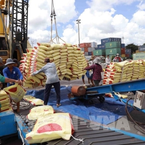 nganh-gao-viet-nam-trong-giai-doan-chuyen-minh-va-vai-tro-dong-hanh-cua-doanh-nghiep-nong-san