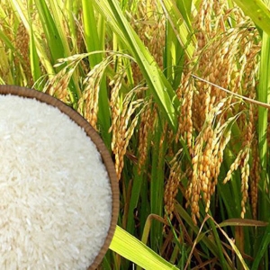 thi-truong-gao-viet-nam-thuc-trang-xu-huong-va-co-hoi-phat-trien-ben-vung