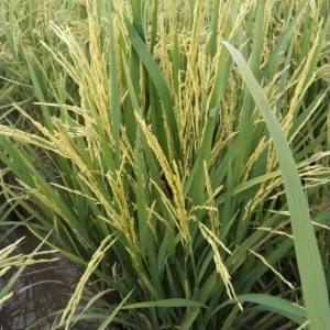 doc-phung-nhung-hat-gao-xua-chat-luong-nhat-gao-dai-com-thom-com-deo-vi-dam