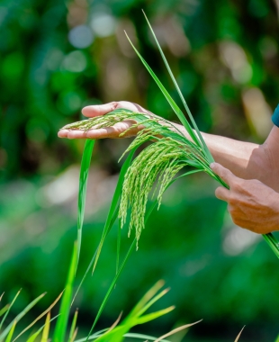 Your Rice