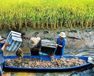 Nông nghiệp phía Nam tăng tốc chuyển đổi xanh, hướng tới phát triển bền vững