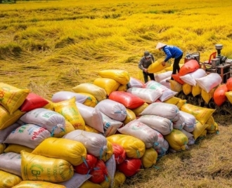 Gạo Việt vươn lên vị trí thứ 2 về xuất khẩu trên thế giới