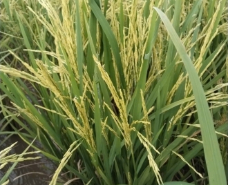 Đốc Phụng – Những Hạt Gạo Xưa Chất Lượng Nhất, Gạo Dài Cơm Thơm, Cơm Dẻo Vị Đậm